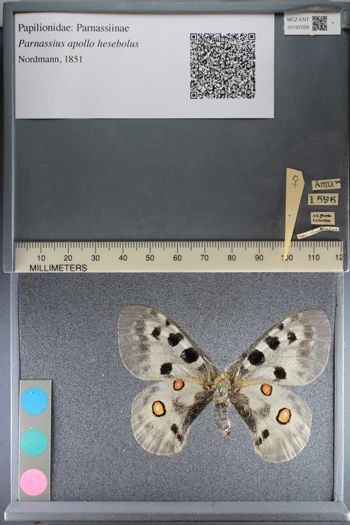 Media type: image;   Entomology 197058